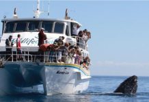 Have a whale of a time on Phillip Island